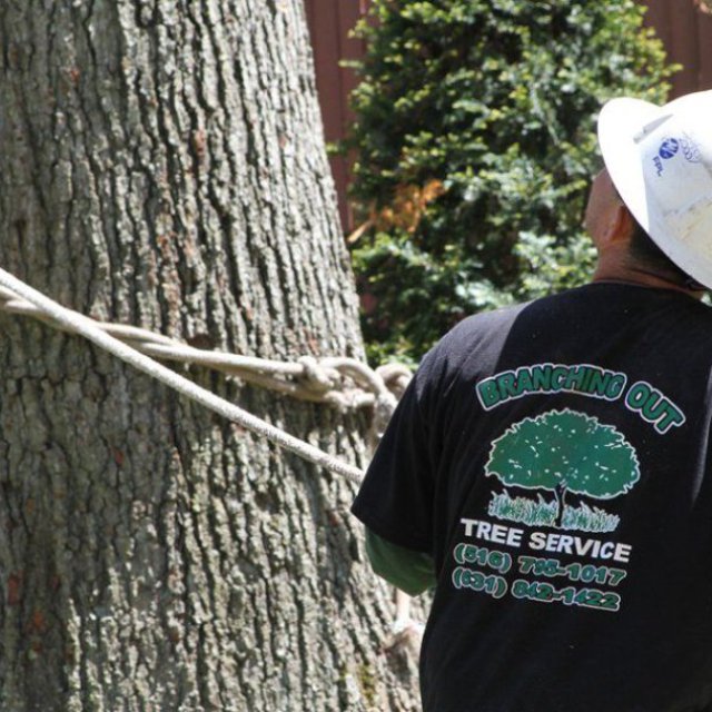 Tree Cutting & Trimming St.James