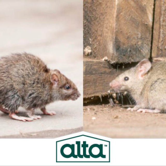 Alta Pest Control